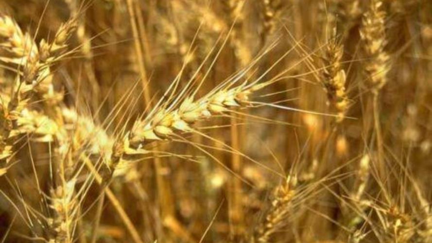 5442046061020329 image