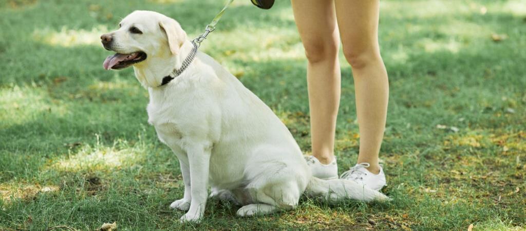 5445370453831044 cats