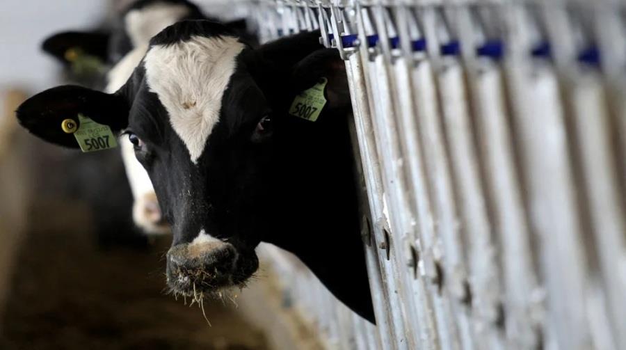 5447195204087724 aghelades-large thumbnail