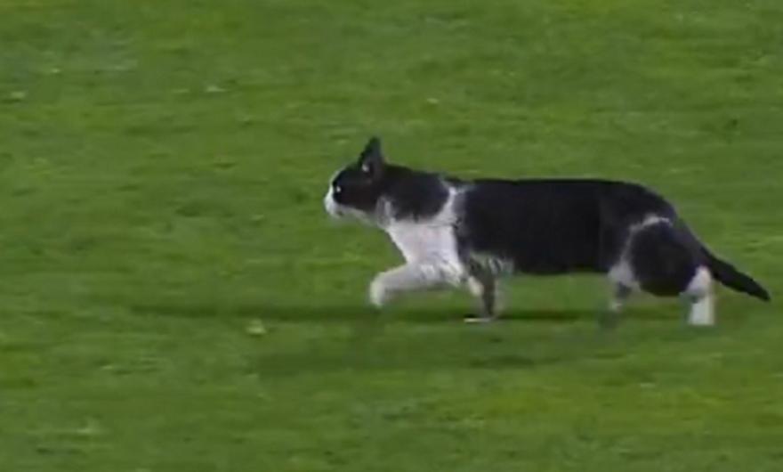 ΒΙΝΤΕΟ: Γάτα διέκοψε το ματς της Σπόρτινγκ