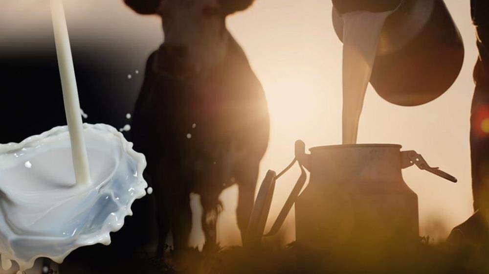 5456662848882577 ΓΑΛΑ