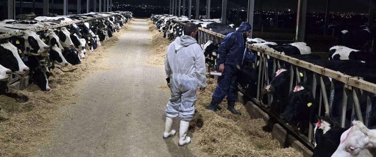 5466826090694859 emvoliasmoi-agelades-afthodis-piretos