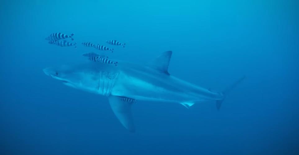 5501669287813312 image