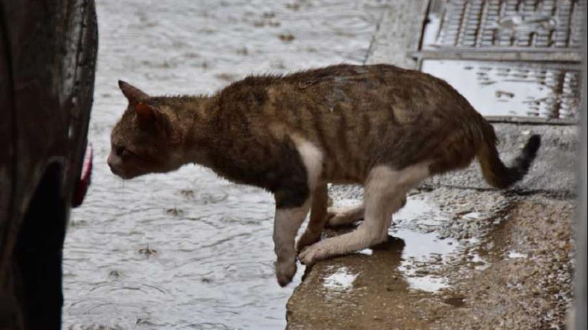 κακοκαιρια