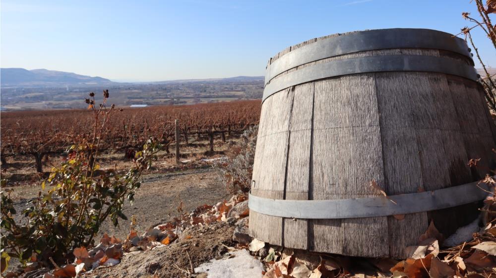 5514329421870399 vinyard
