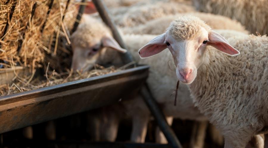 5525830379585278 sheep-feed