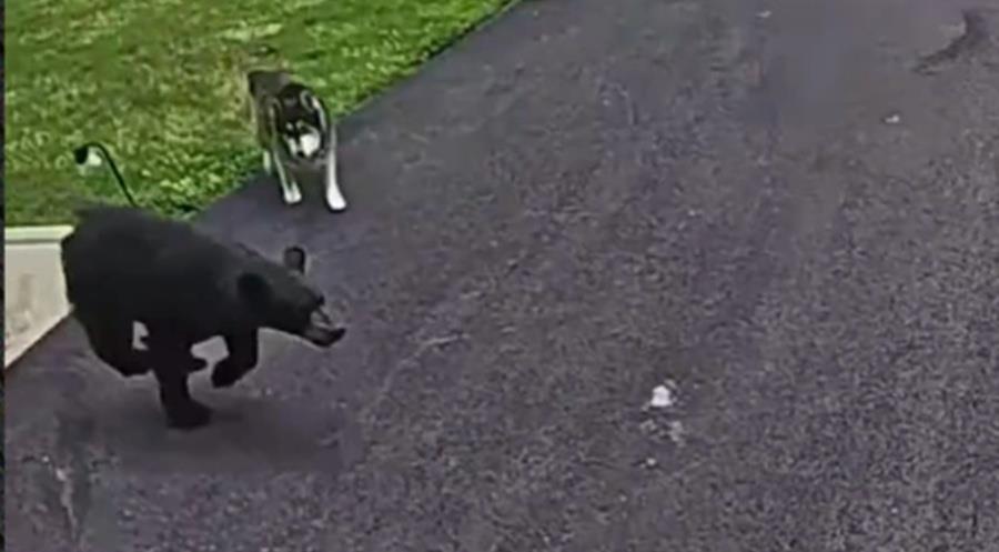 5526894136133850 cats