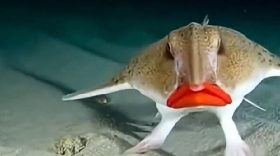 5588200740555376 maketa-red-lipped-batfish
