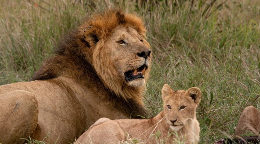 5592374883283922 liontaria-tanzania