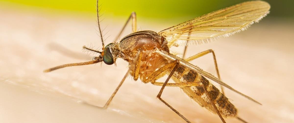5593157661975066 Culex-quinquefasciatus-female-mosquito-16-9