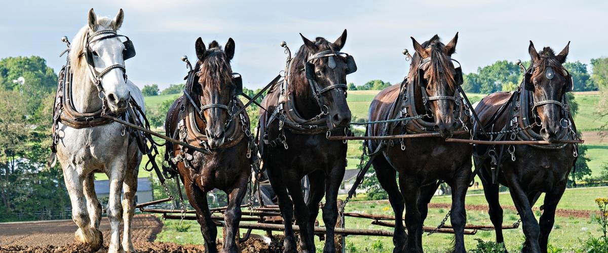5593978646996366 farming-with-draft-horses
