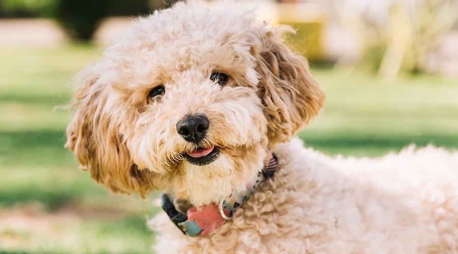 5595812176532818 happy-dog