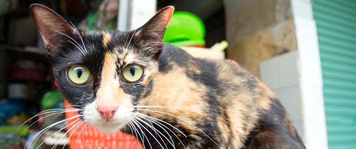 5604305744633134 cats