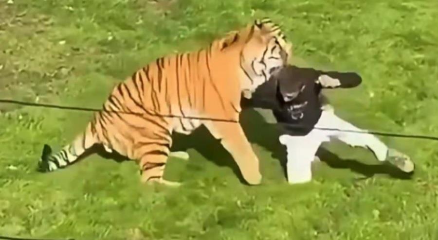 5609439667505352 maketa-tiger
