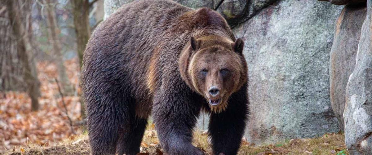 5609597657411833 grizzly-bear-habitat-1