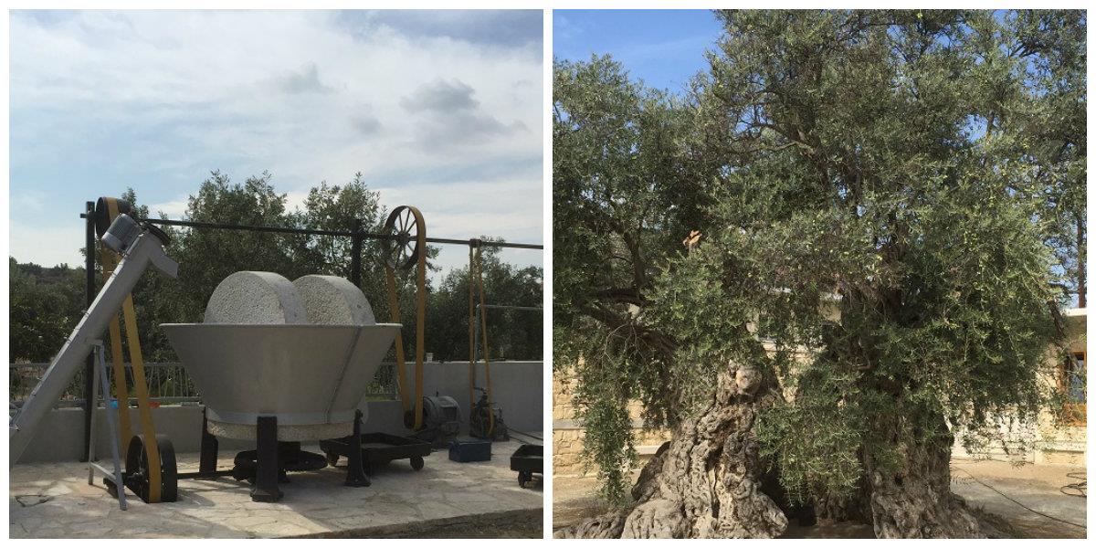 Η 800 χρόνων ελιά, ( Φώτο δεξιά), έχει περιφέρεια  11 μέτρα και το ύψος του κορμού της είναι  περίπου 6 μέτρα. 