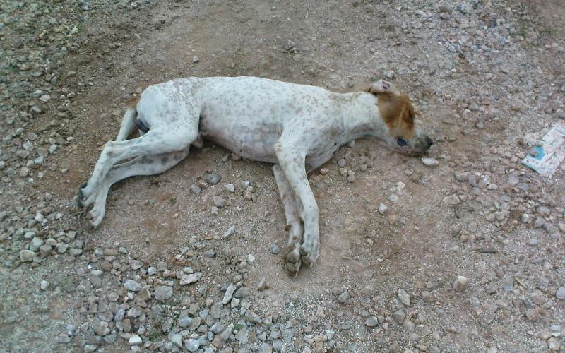 Φωτογραφία αρχείου