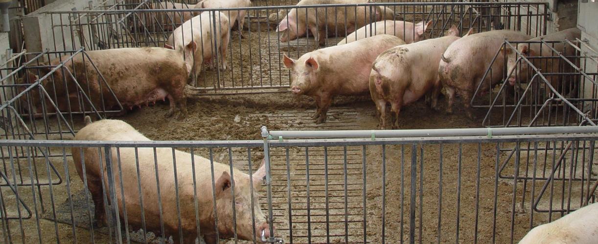 χοιροτρόφοι