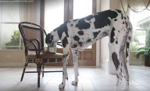 Η Lizzie είναι η ψηλότερη σκυλίτσα ολόκληρου του κόσμου και κατέχει ρεκόρ στο βιβλίο Γκίνες. Γνωρίστε την στο βίντεο!