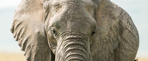 African Elephant in Masai Mara at Kenya.