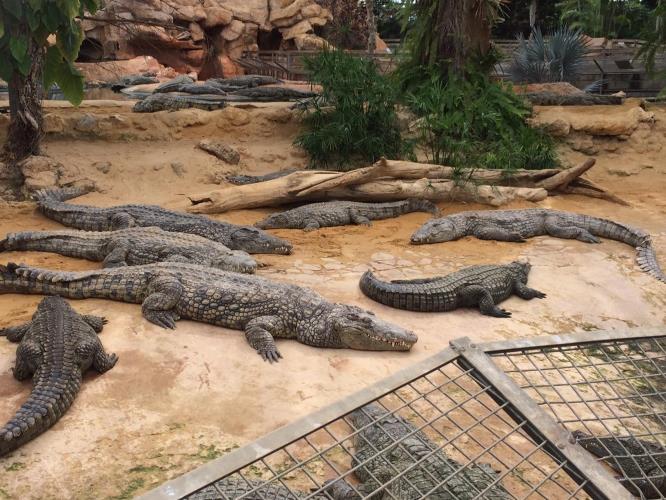 πάρκο κροκοδείλων