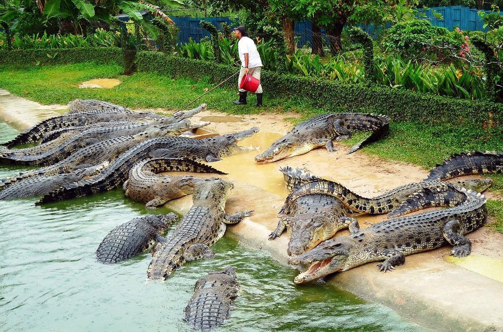 Φάρμα κροκοδείλων