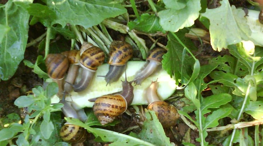 σαλιγκαρια