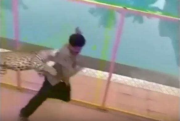 λεοπαρδαλη 