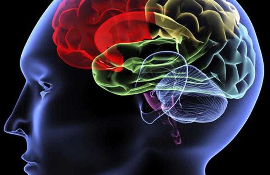 ανθρώπινοι μίνι-εγκέφαλοι