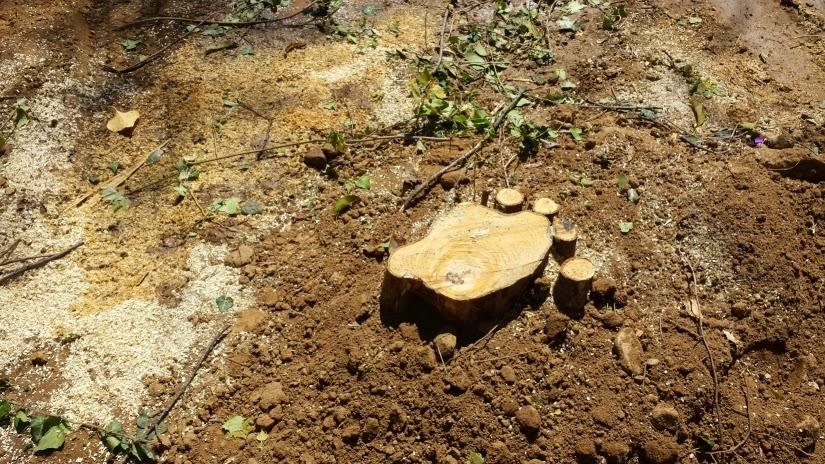 ΣΦΑΓΗ ΔΕΝΤΡΩΝ