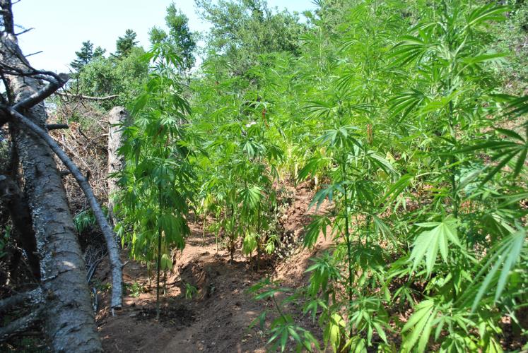 φυτεία Χασίς