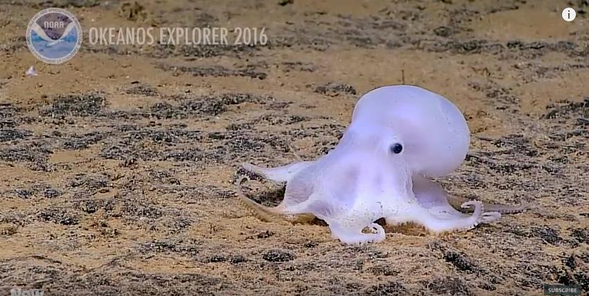 ΚΑΣΠΕΡ ΧΤΑΠΟΔΑΚΙ