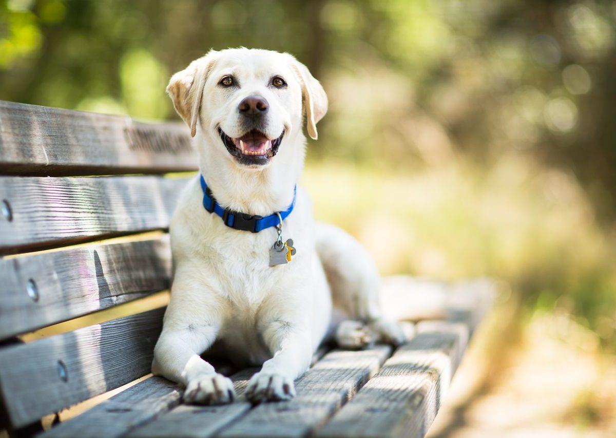 A yellow Labrador Retriever dog smiles as it lays on a wooden bench outdoors on a sunny day.