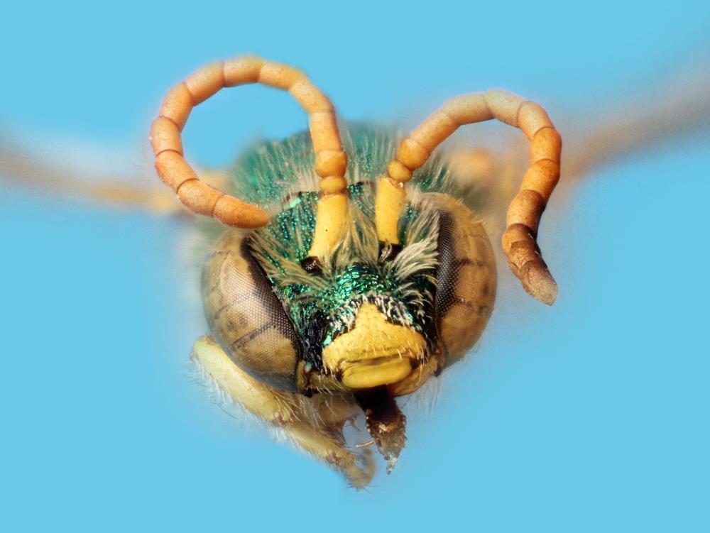 SWEAT BEE