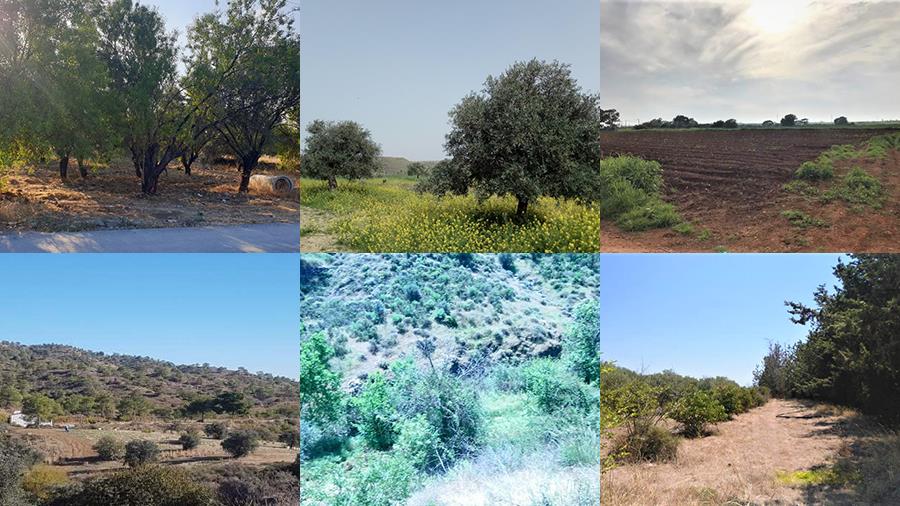 altamiraxorafiakalliergisima