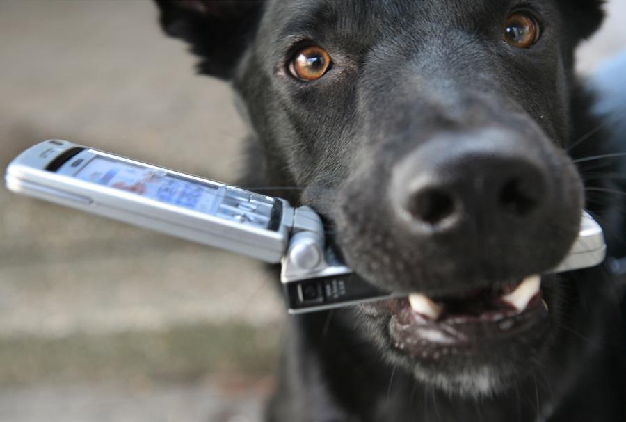 Σκύλος κινητό