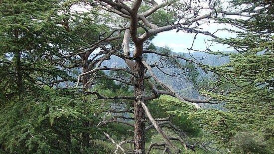 Στο Παγκόσμιο Δίκτυο Γεωπάρκων της UNESCO έχει ενταχθεί το Γεωπάρκο Τροόδους