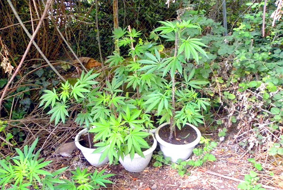 φυτεία χασίς