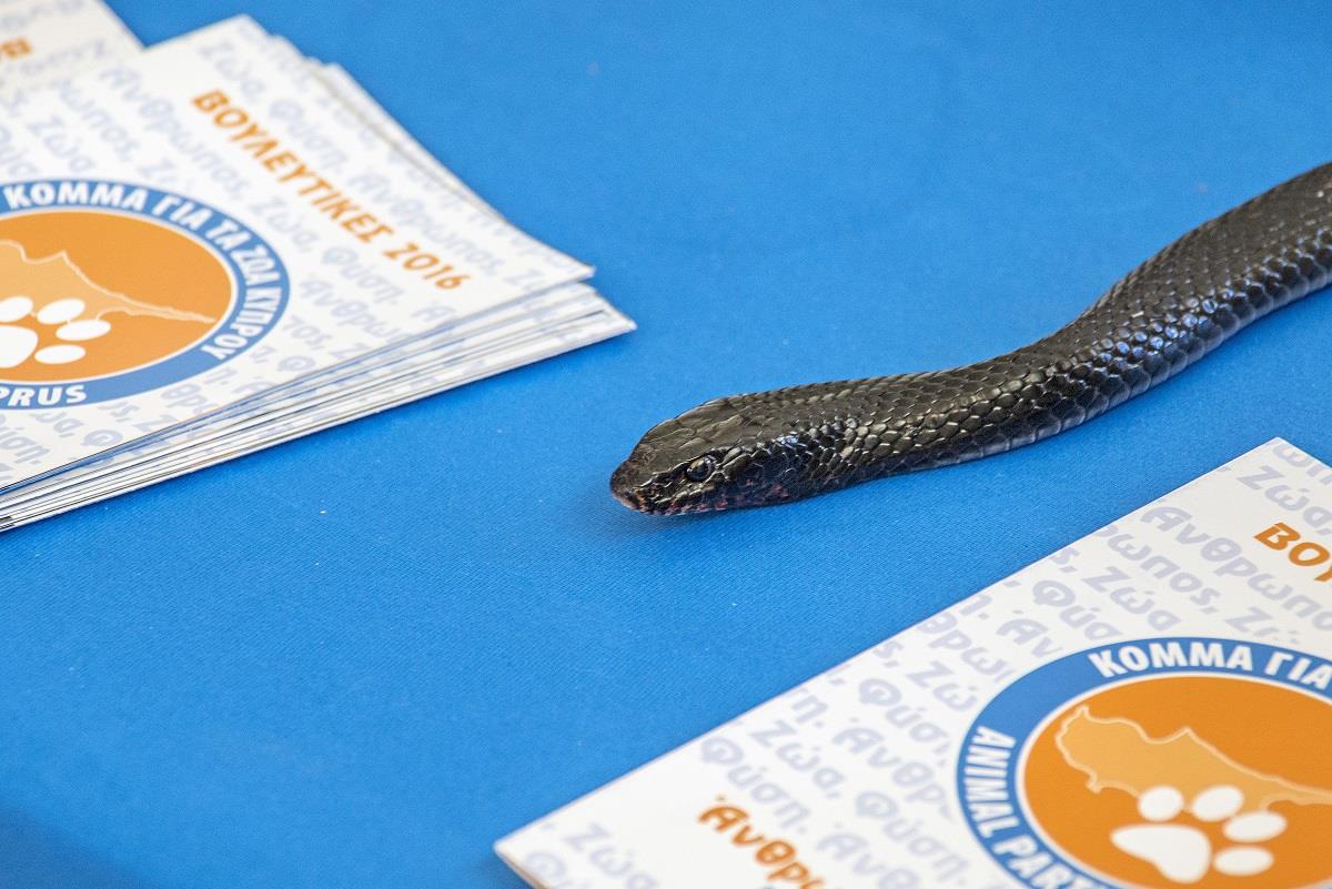 ΛΕΜΕΣΟΣ- ΚΟΜΜΑ ΓΙΑ ΤΑ ΖΩΑ ΚΥΠΡΟΥ 2