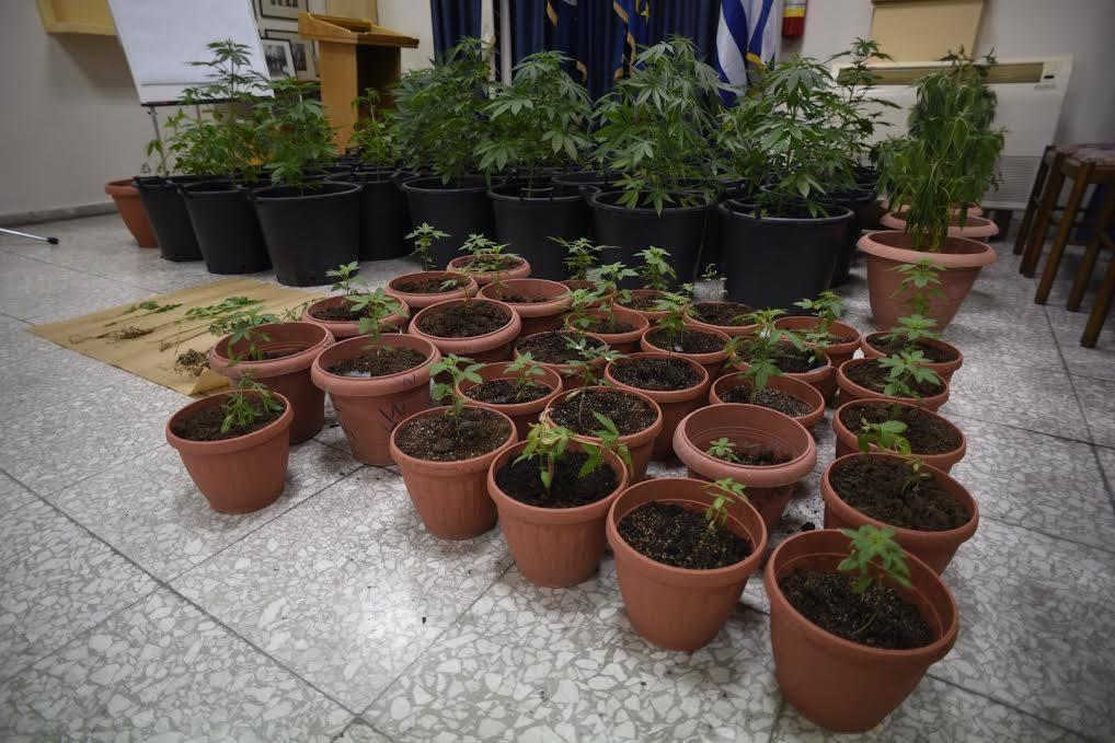 Τα φυτά κάνναβης που εντόπισε η αστυνομία στην αυλή του παππού