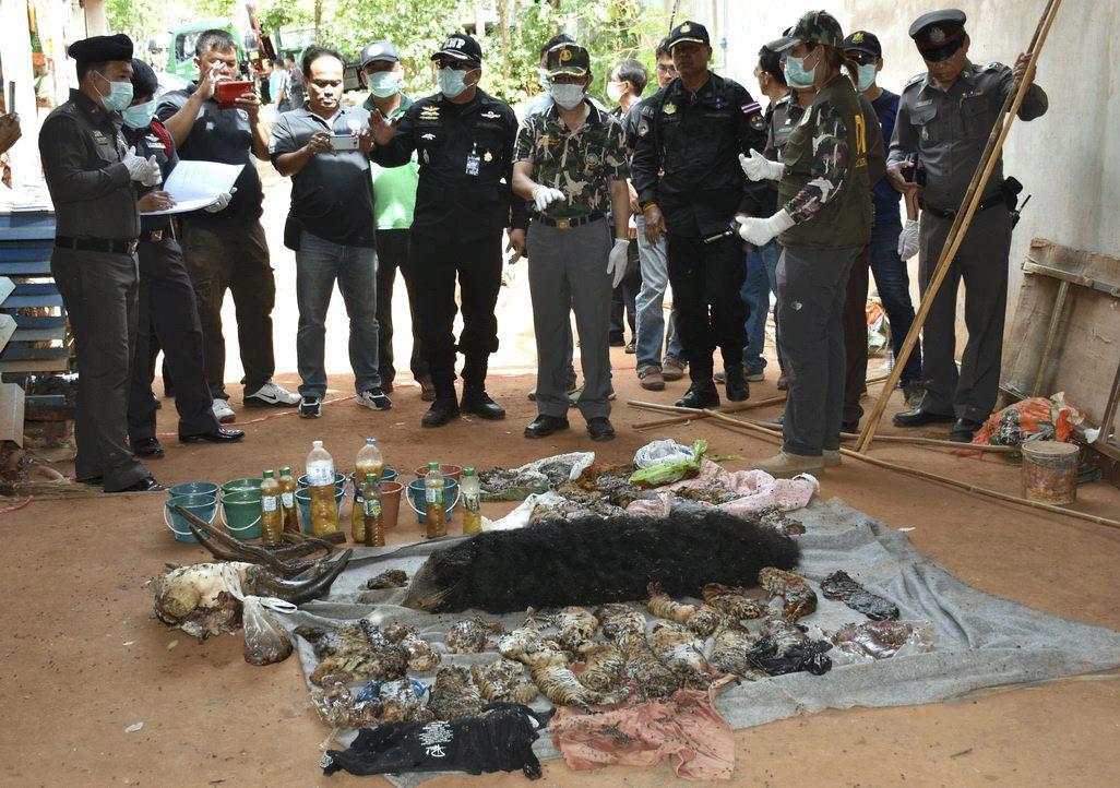 Thai authorities discover 40 dead tiger cubs in raid at Tiger Temple