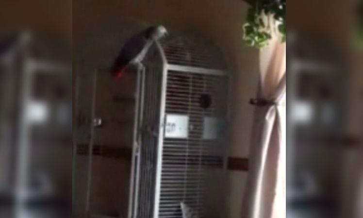 Παπαγάλος «μάρτυρας» 