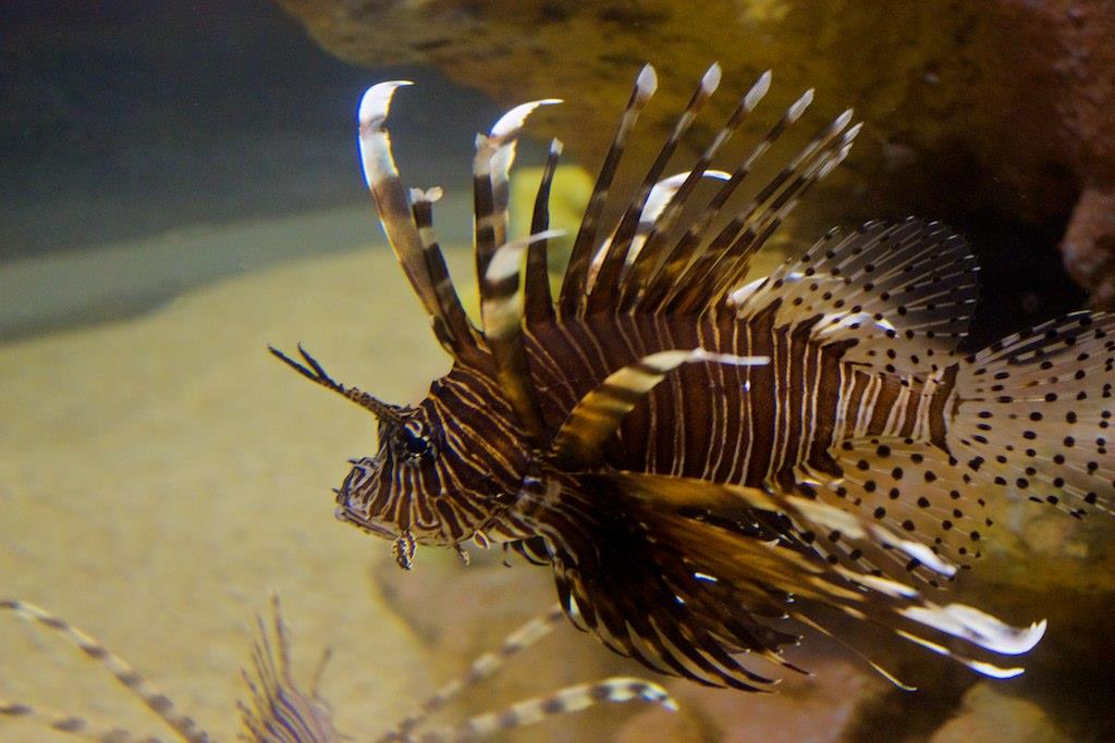 lionfish