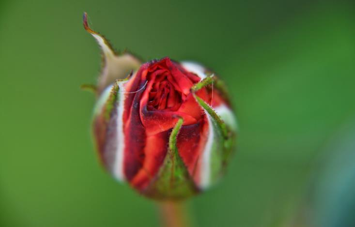«Γλυκό Τριαντάφυλλου Αγρού»