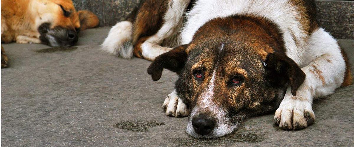 ΣΚΥΛΛΟΙ 1200Χ500