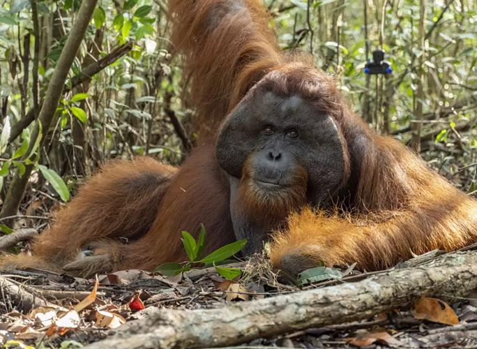 3985333581541326 image