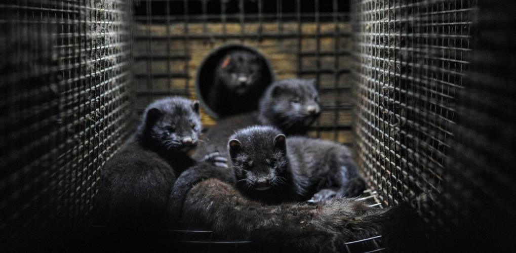 3988760048627706 image