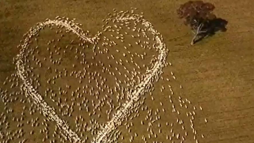 3991529990695959 image