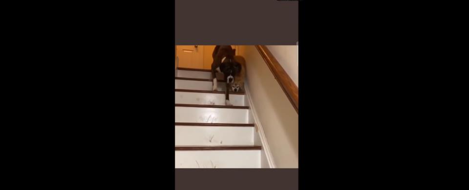 3997301322789664 σκυλοςς-960x390