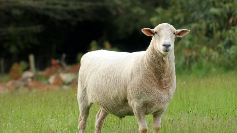 4025337224547657 image